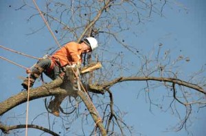 Tree Trimming and Removal Service in Harrah OK