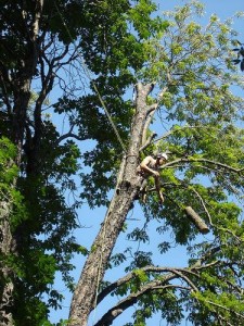 tree trimming and removal in Edmond OK