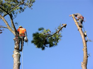 tree trimming service Harrah Oklahoma