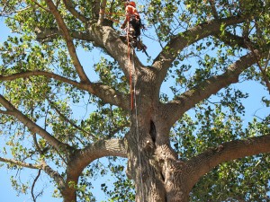 Tree Removal In Moore Oklahoma