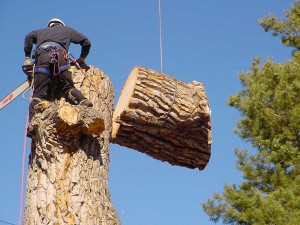 Tree Removal Edmond Oklahoma
