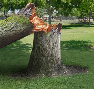 Large Tree Removal in Arcadia, OK