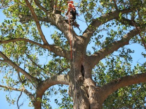 Tree Service Midwest City Oklahoma