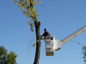 Tree Service and Removal in Harrah