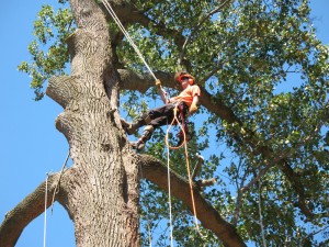 Tree Service in Edmond Oklahoma