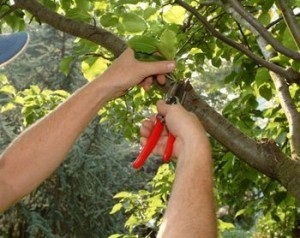 Tree Pruning Arcadia OK