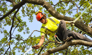 Tree Pruning Edmond Oklahoma