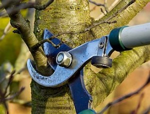 Tree Pruning in Choctaw Oklahoma