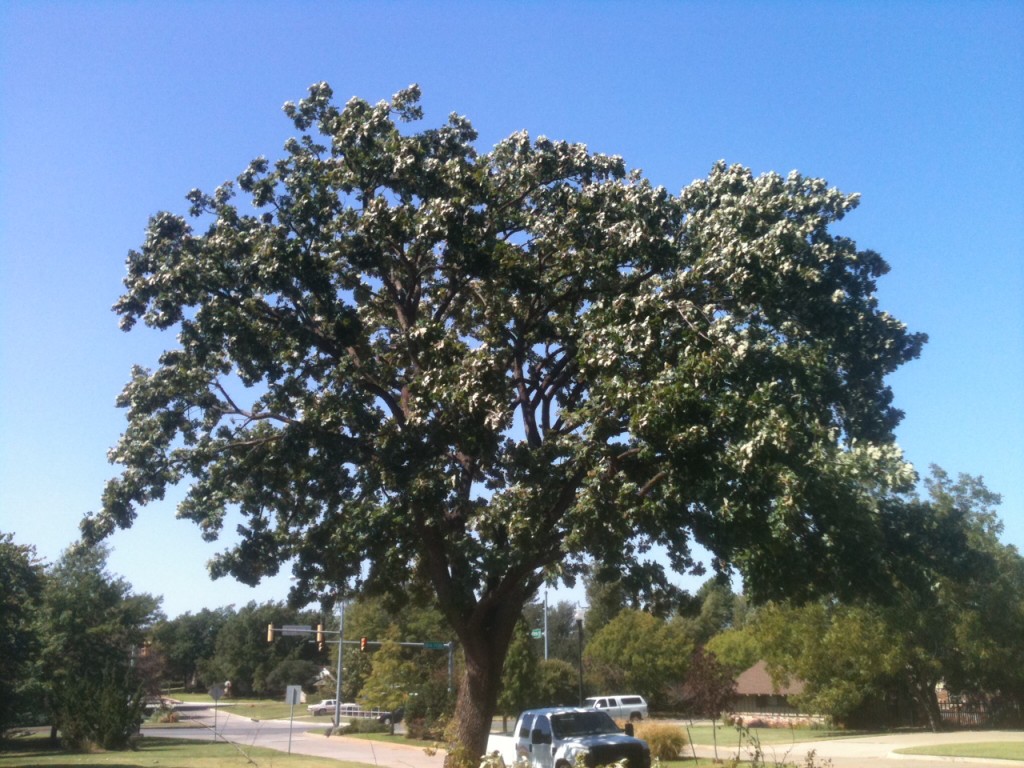 Arborscapes Tree Trimming After