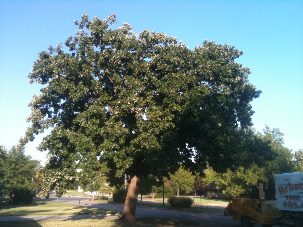 Arborscapes Tree Trimming Before