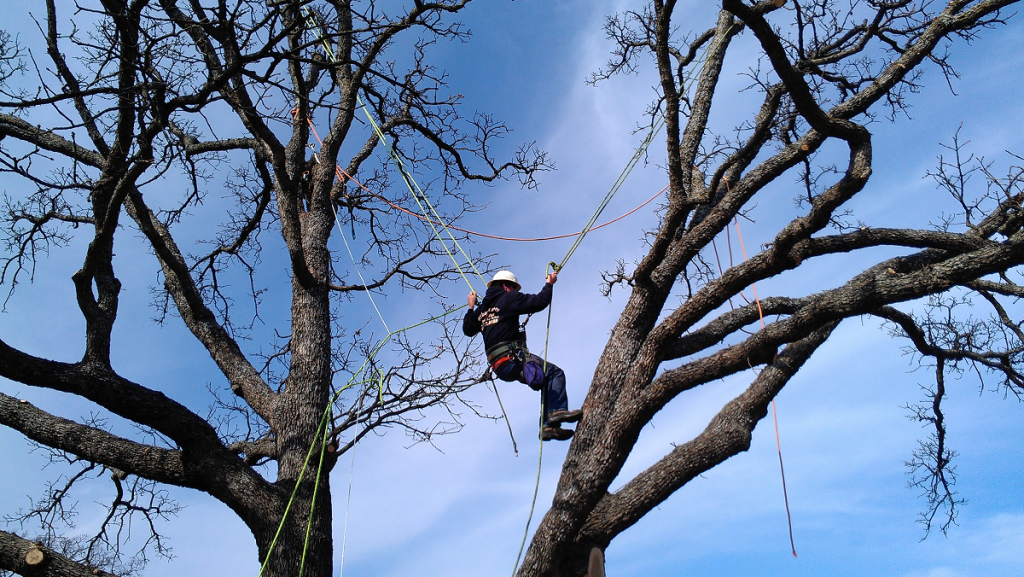 Brent Pendergraft - Arborist at work