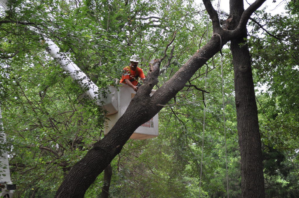 Tree Cutting Service Choctaw OK