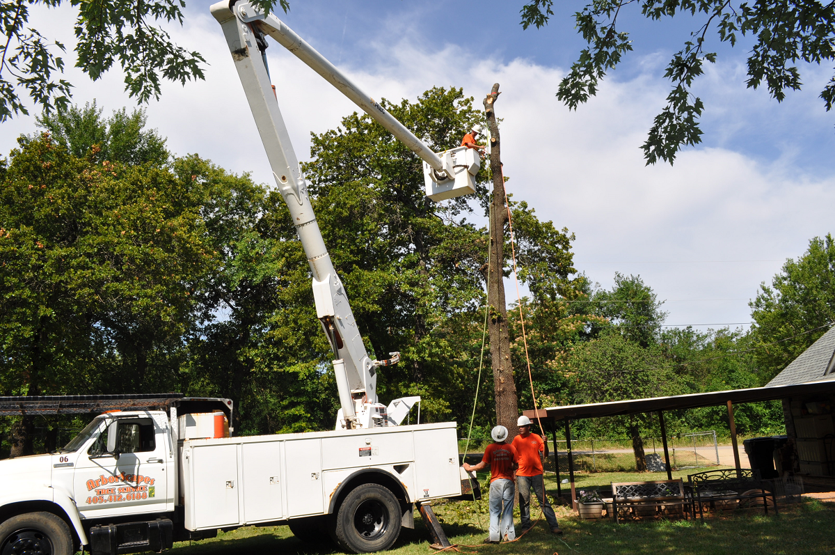 Tree Removal Company Arborscapes Tree Service