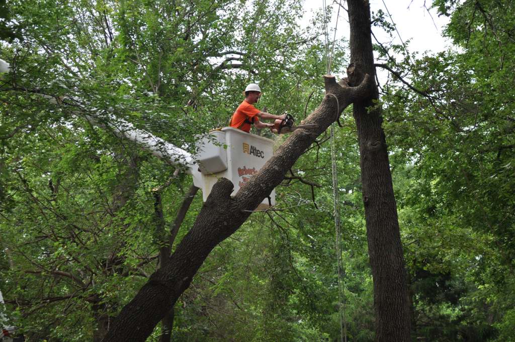Tree Removal Company Choctaw OK
