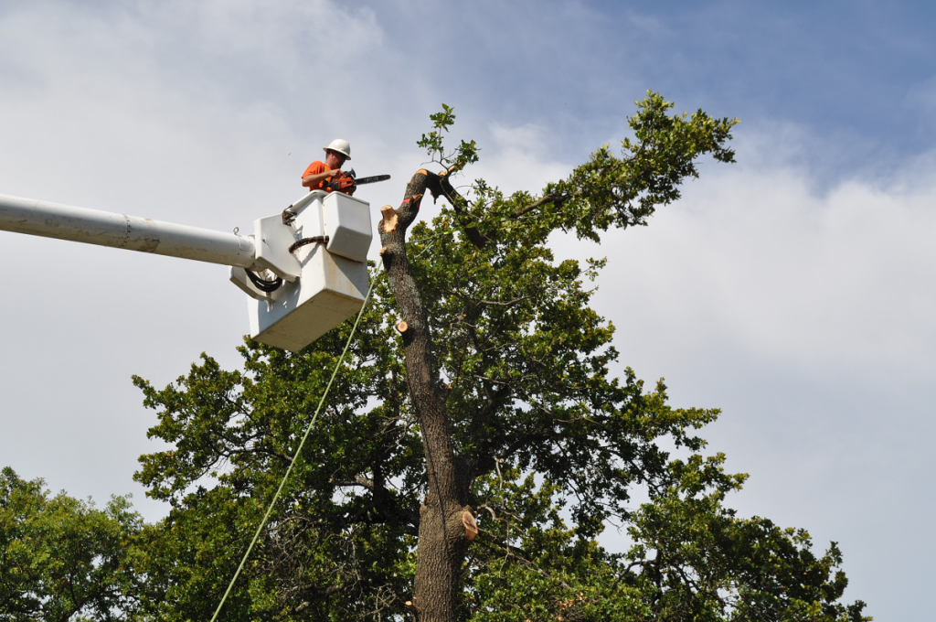 Tree Removal Company Midwest City OK