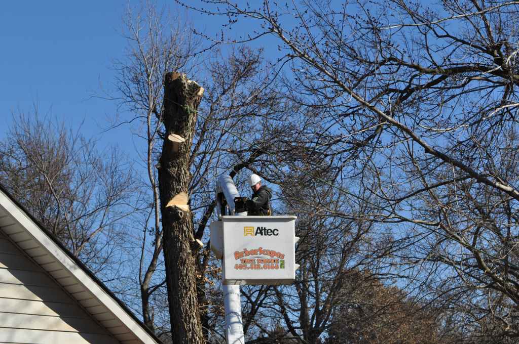 Tree Removal Company Midwest City Second