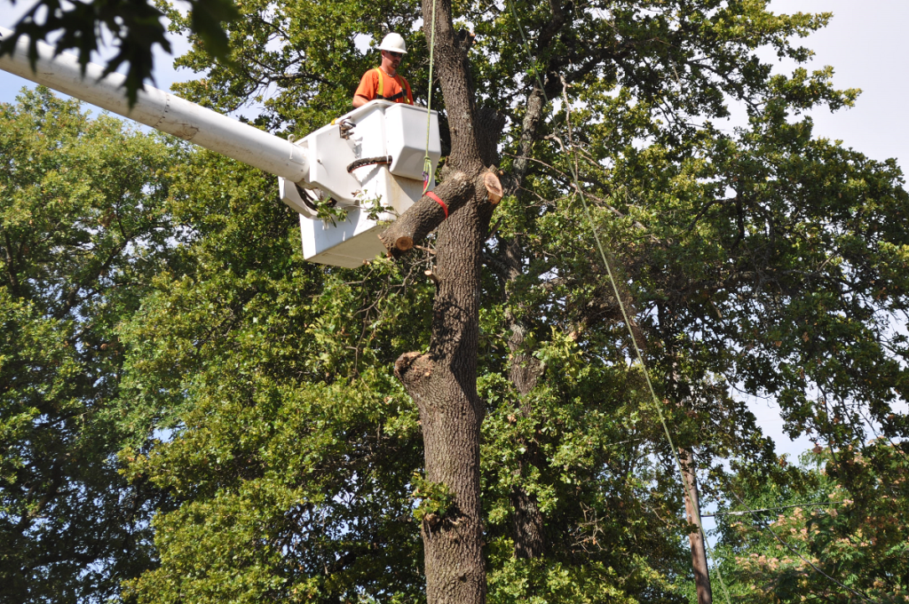 Tree Removal Midwest City OK