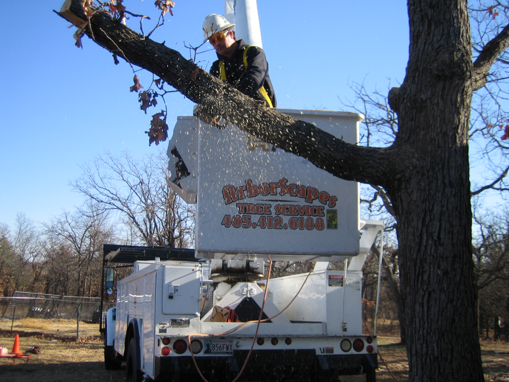 Tree Removal by Arborscapes Tree Service
