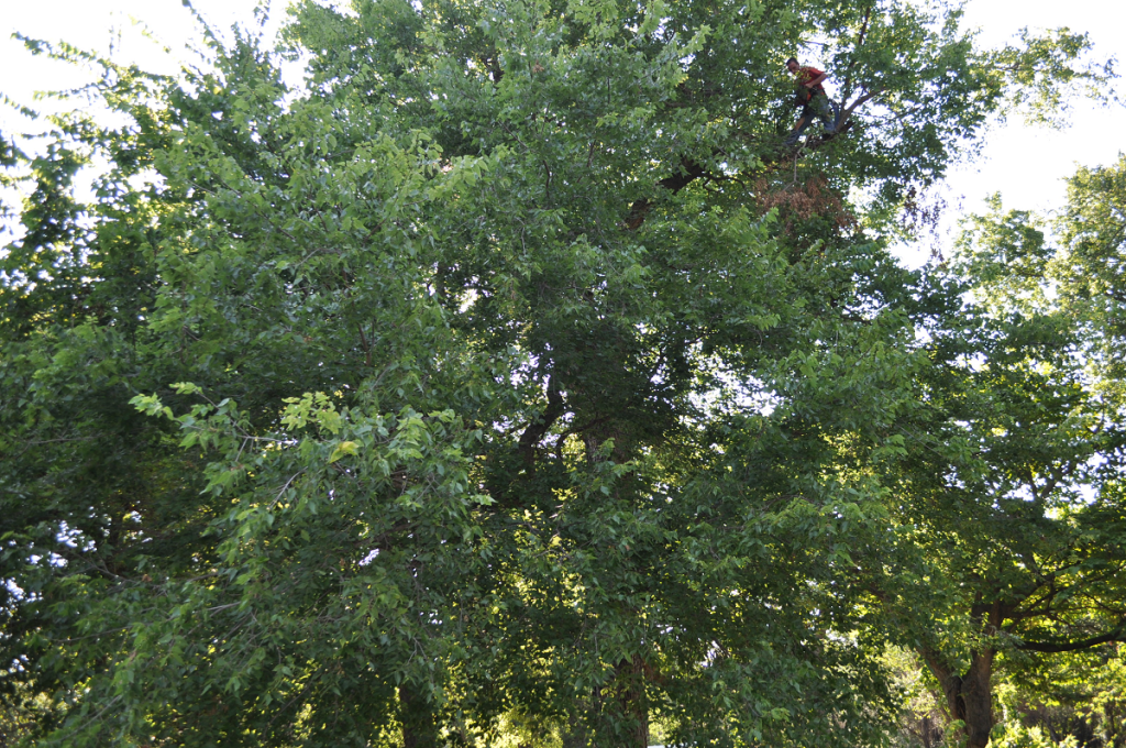 Tree Trimming Midwest City OK