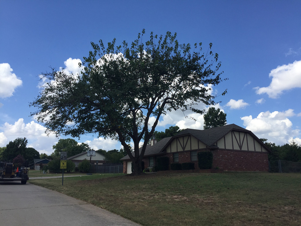 after tree trimming service by Arborscapes Tree Service