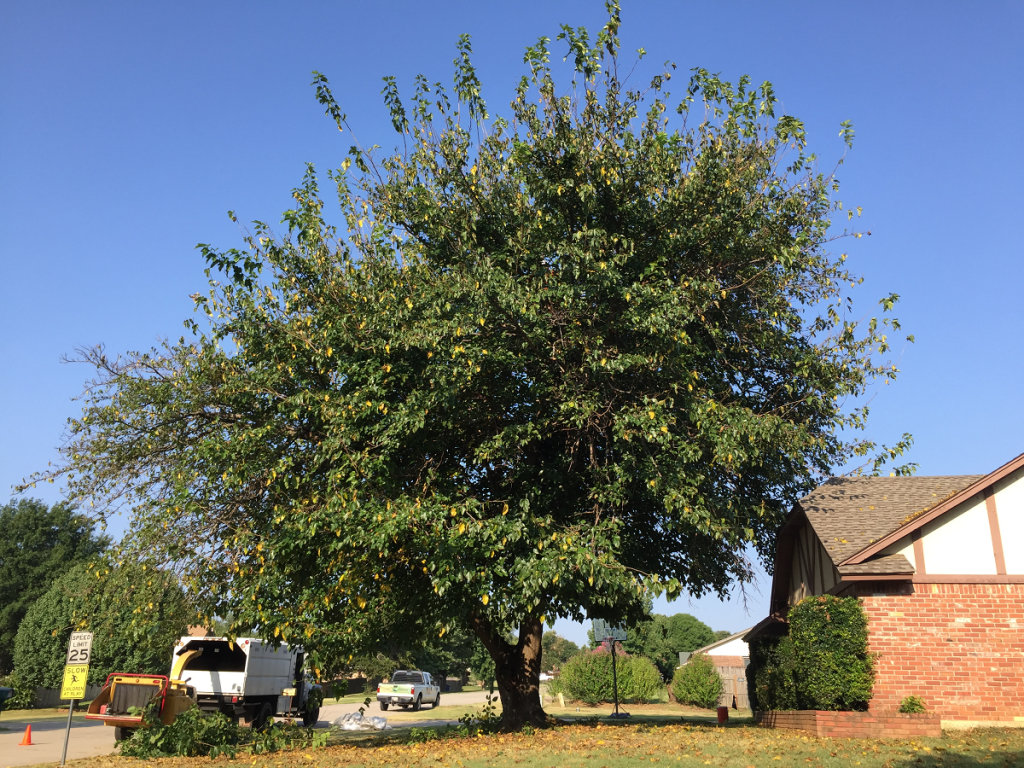 before tree trimming service by Arborscapes Tree Service