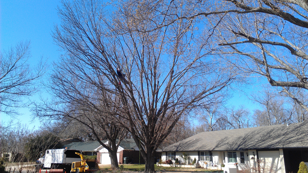 tree trimming service in Choctaw OK